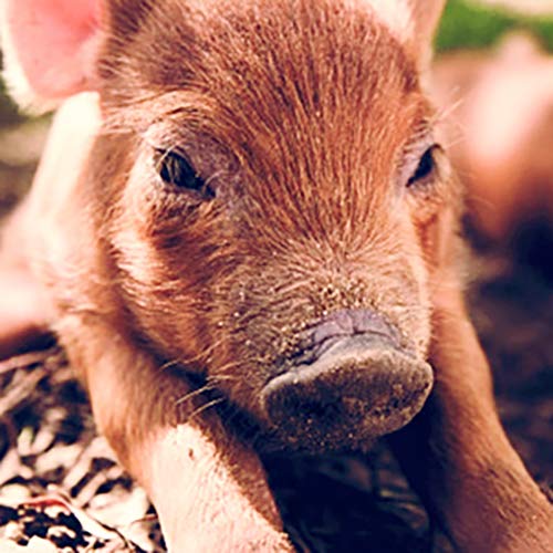 The Biggest Little Farm (2018) - Documentary [DVD]
