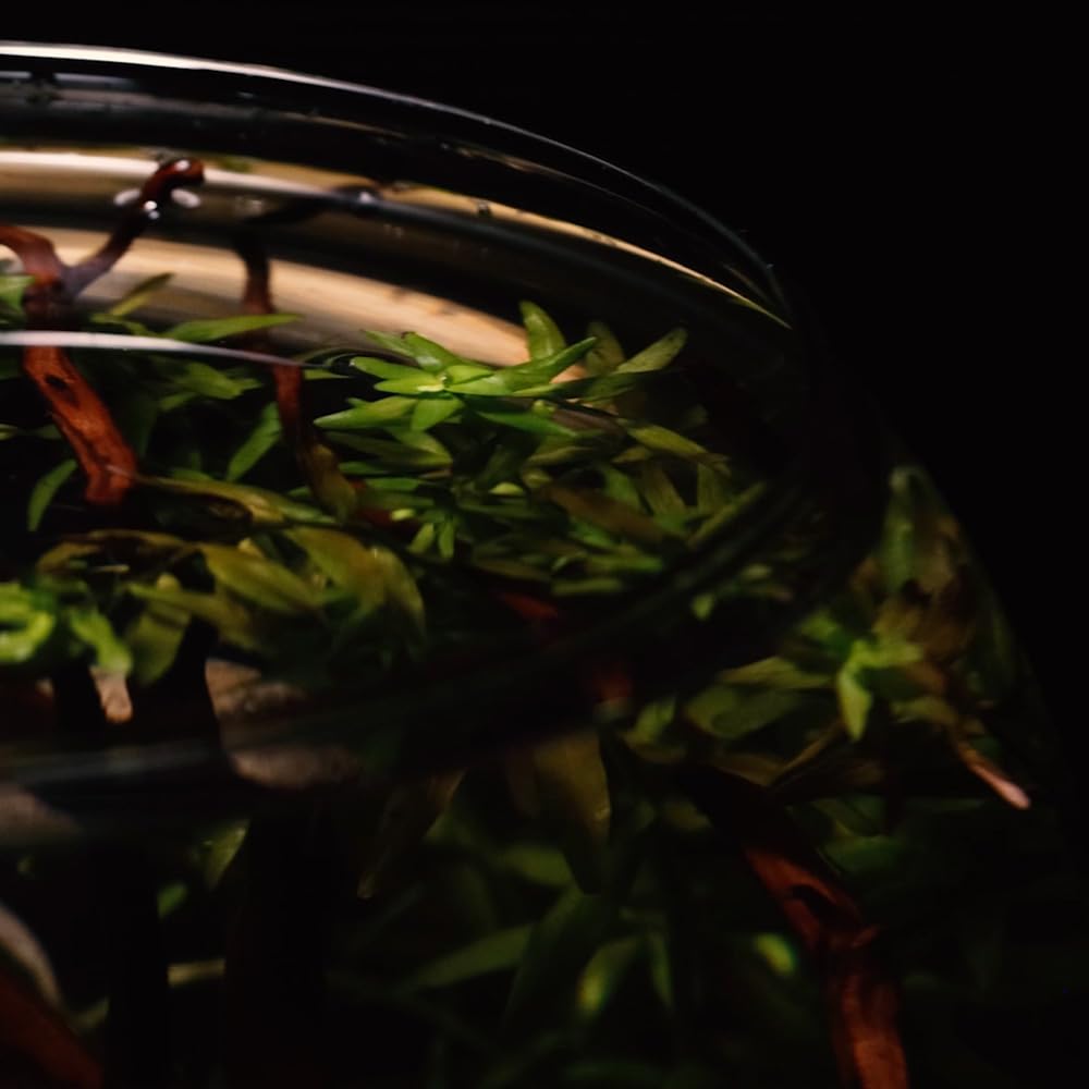 Amtra Crystal Globe Hand-Blown Glass Fishbowl Aquarium | 30 CM Diameter 6