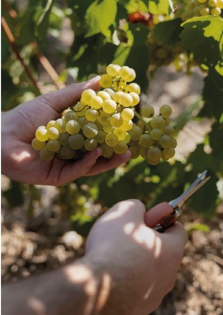 Pommery Brut Royal Champagne Non-Vintage, 75 cl