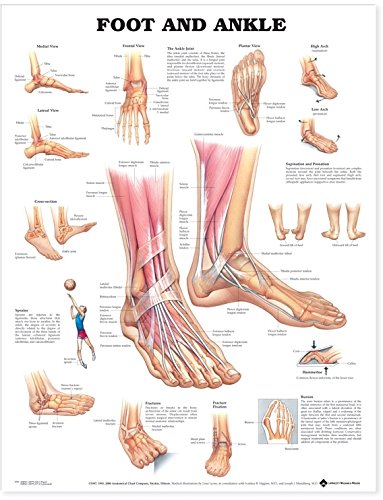 Foot and Ankle Anatomy Chart - Anatomical Chart