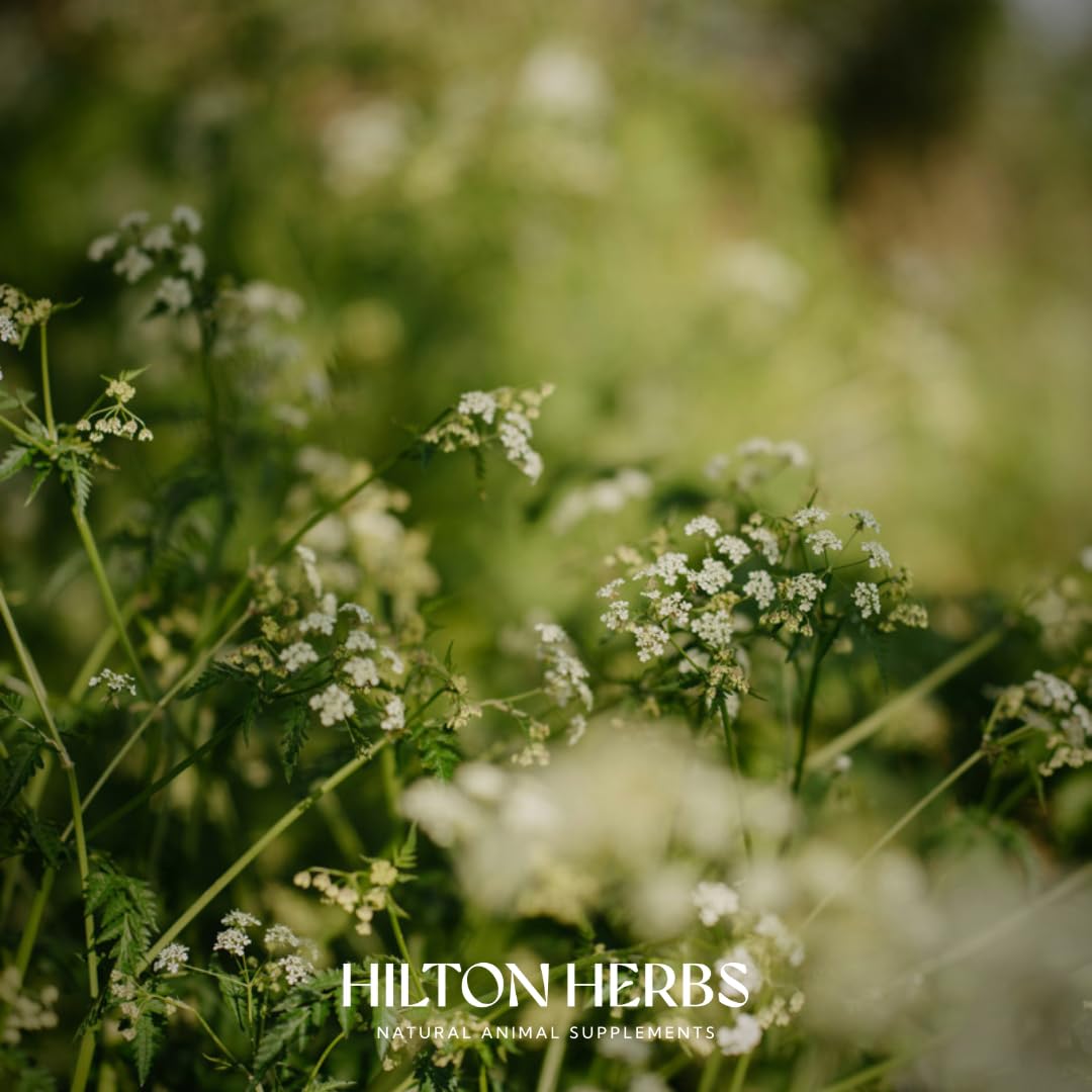 Hilton Herbs Cleavers & Marigold Natural Equine Supplement for Lymphatic Support | 750g 8