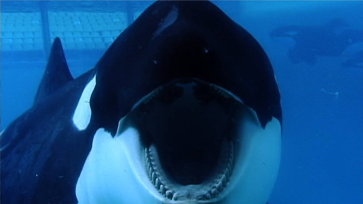 Blackfish (2013) - Documentary [DVD]