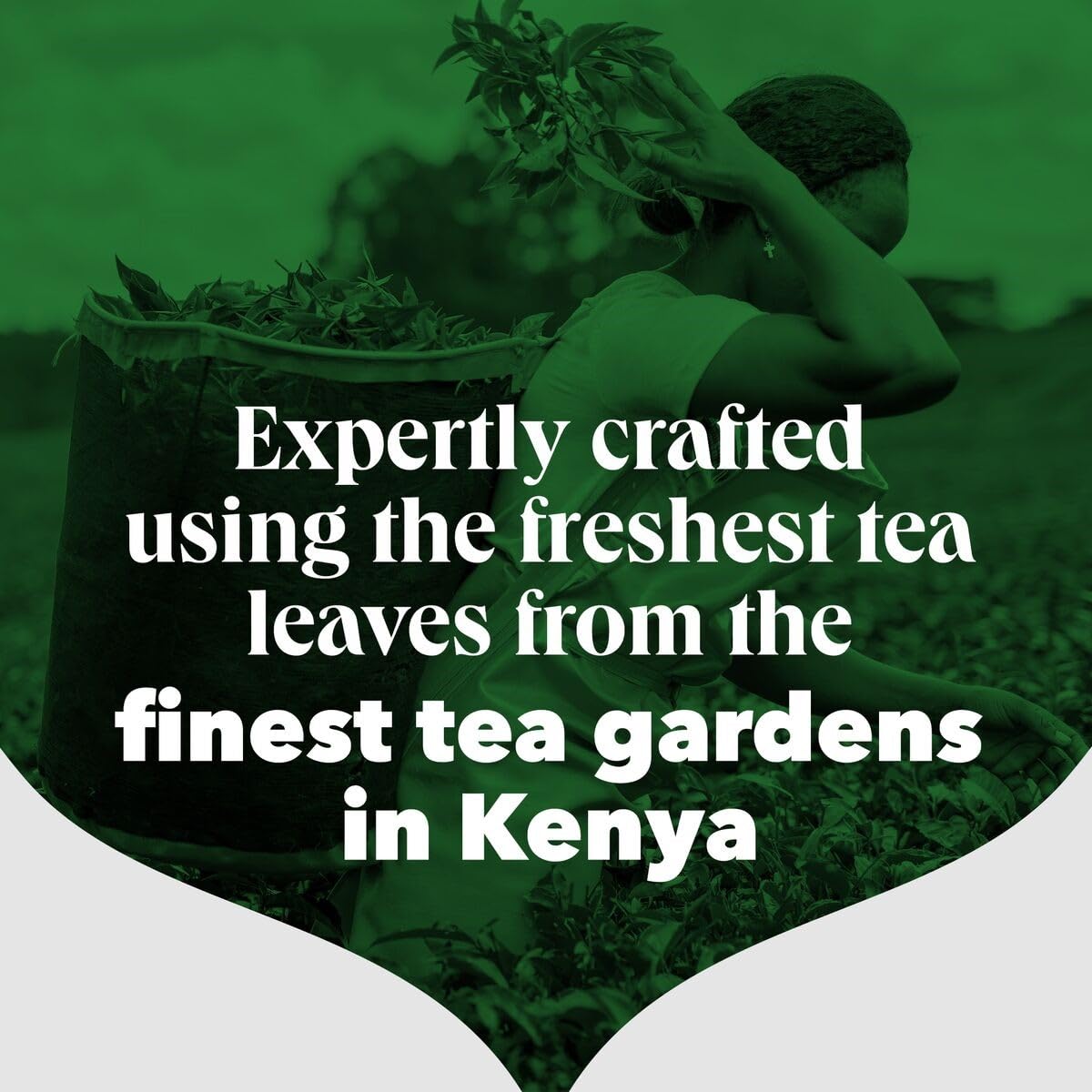 PG Tips Original Loose Leaf Black Tea - 1.5kg Bulk Pack | 480 Servings | Refreshing & Flavourful 2