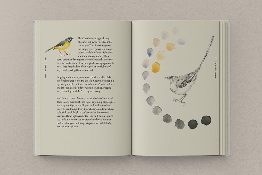 Morris & Macfarlane - The Book of Birds | Hardcover Field Guide to Declining British Bird Species 3