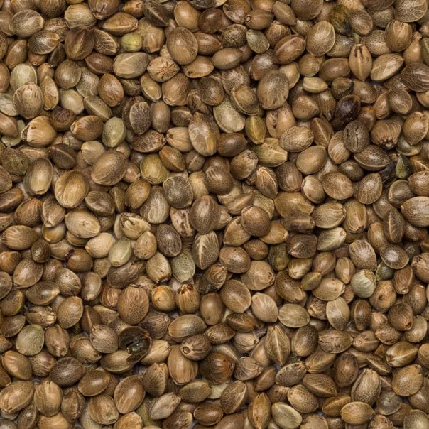 Wholefood Earth Organic Hemp Seed - 500g | Raw | High Fibre | GMO Free 4
