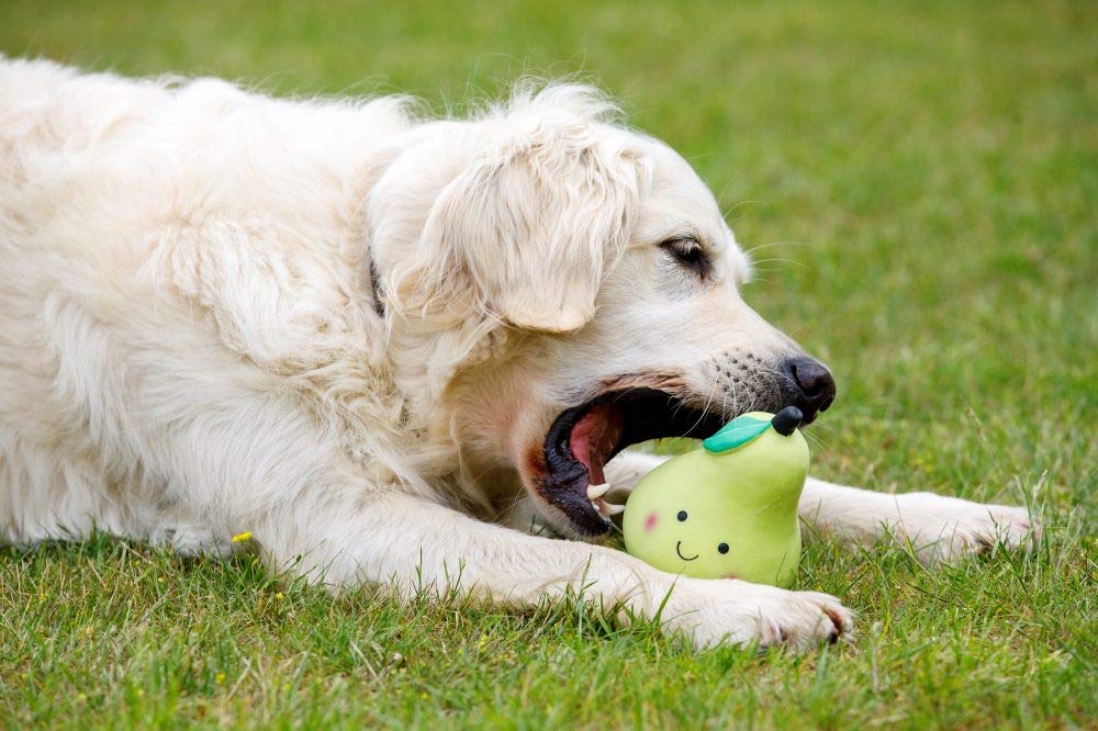 Petface Latex Pear Soft Chew Dog Toy - Large Size, Durable, Squeaky | Natural Rubber 6