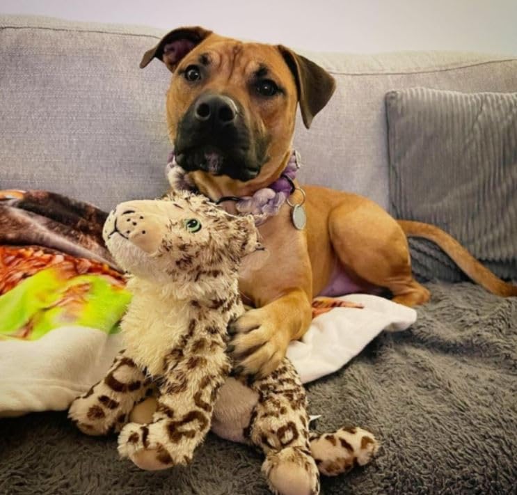 Animal Instinct Snow Mates Sophia Snow Leopard Squeaky Plush Dog Toy | Small Size | Lightweight