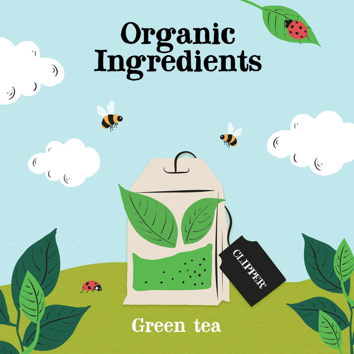 Clipper Organic Pure Green Tea Bags - 320 Bags (4 x 80) Bulk Pack, Fairtrade & Plastic-Free