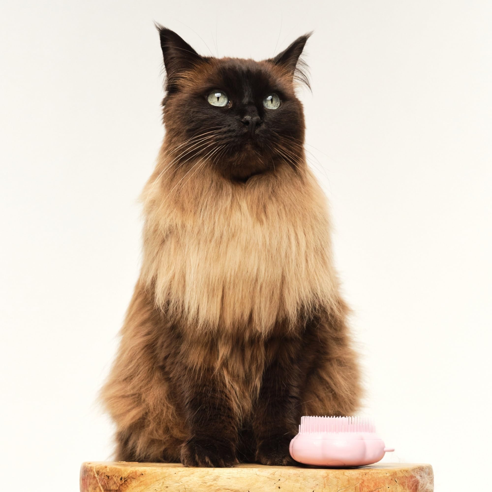 Tangle Teezer Pet Teezer Cat Brush - For Short to Medium Fur | Pink 6