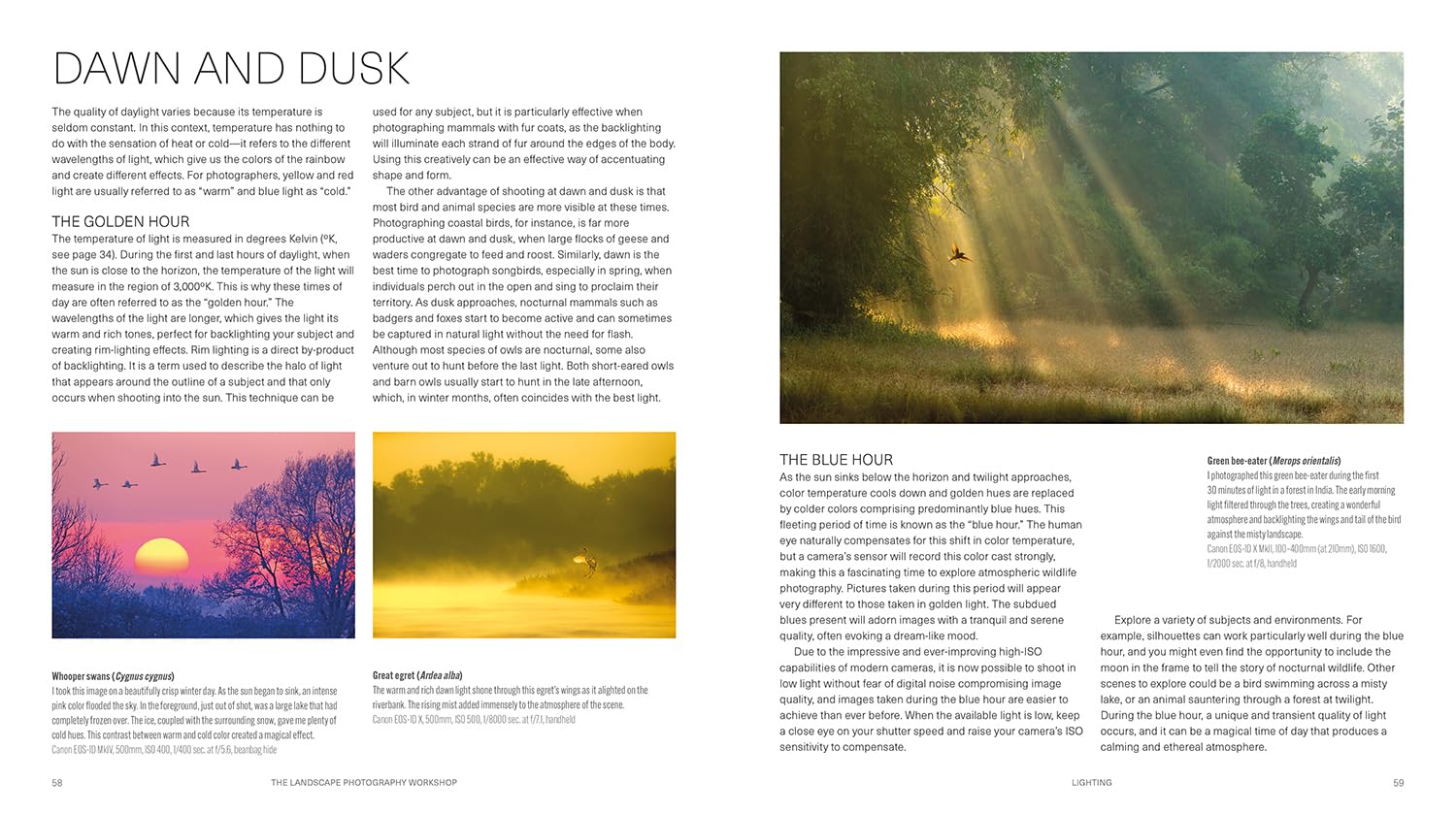 Ammonite Press The Wildlife Photography Workshop - Updated Edition | Paperback | English 5