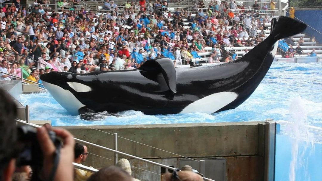 Blackfish (2013) - Documentary [DVD]