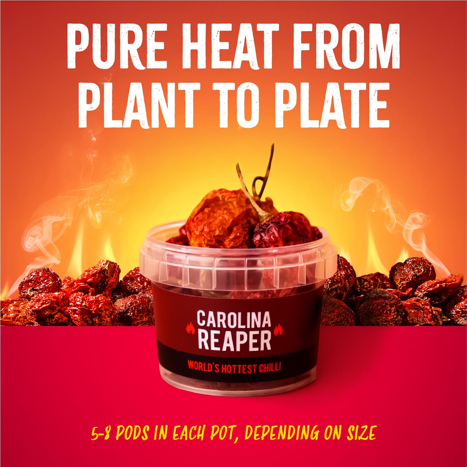 SPICE 'N' TICE Carolina Reaper Chilli Pot - World's Hottest Chilli | 10g Whole Pods 3