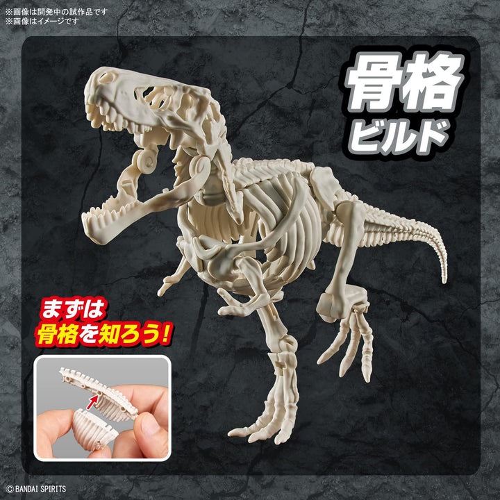 BANDAI SPIRITS New Dinosaur Plastic Model Tyrannosaurus (Provi) - Color-Coded Model Kit for Dinosaur Enthusiasts