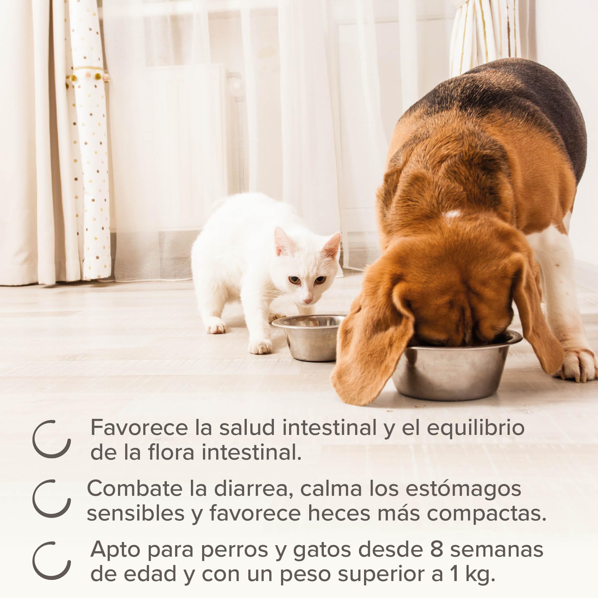 Beaphar IntestoPro Prebiotic Stool Firming Paste for Cats and Small Dogs | 20ml Syringe