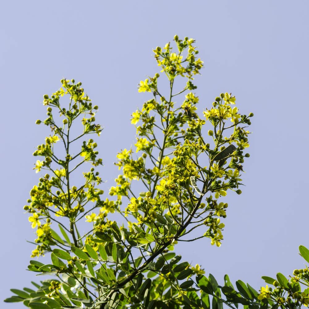 Health Embassy Senna Leaves Tea (Senna alexandrina) - 50 g Herbal Infusion 3