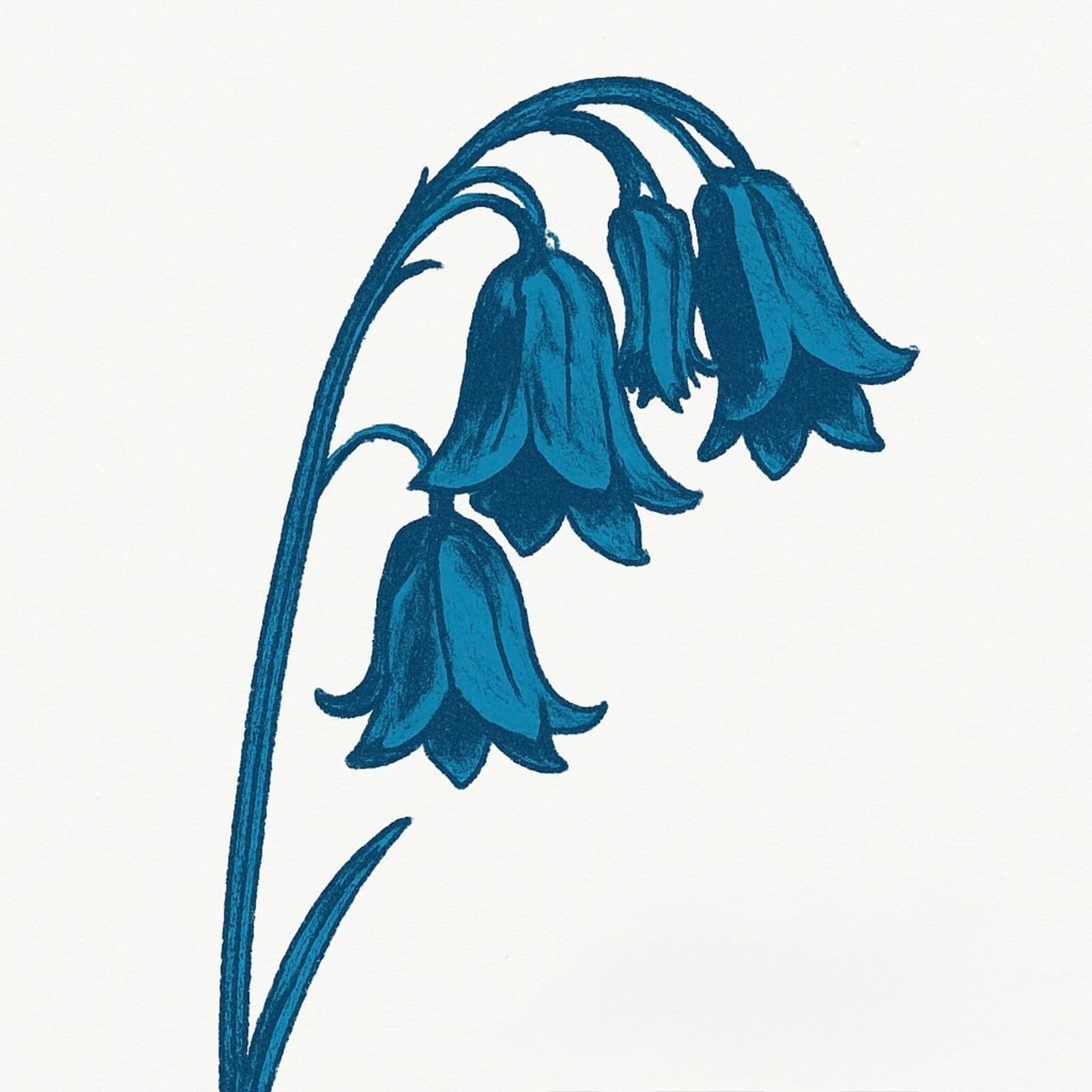 The Bluebells - This Is The Bluebells [Audio CD]