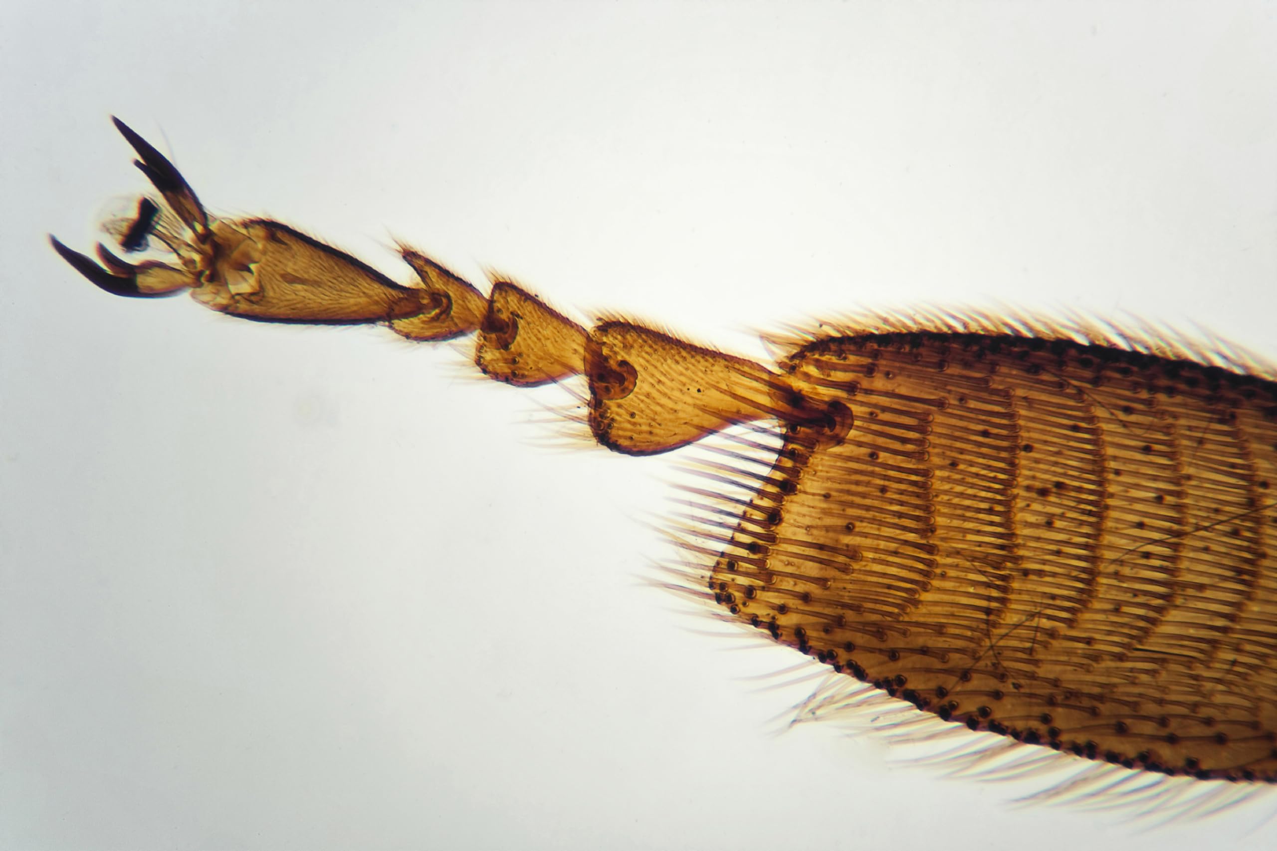 Outdoor Adventure Microscope - 20x to 40x Magnification with LED Light for Kids 6+ 10