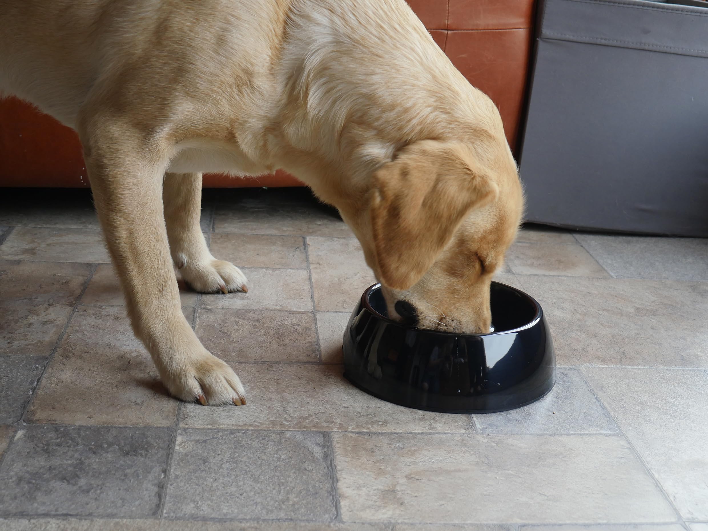 Rosewood Anti-Scoff Slow Feeder Dog Bowl - Large Heavy-Duty Melamine | Non-Skid Base 3