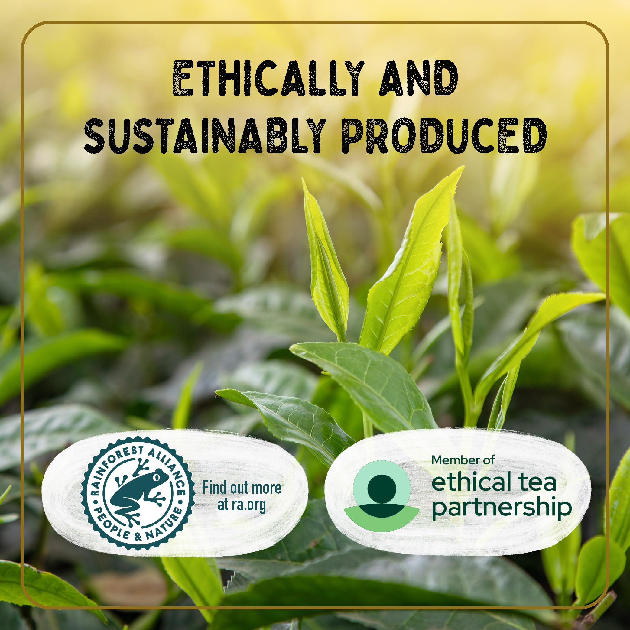 Typhoo - Gold Luxury Black Tea 80 Tea Bags