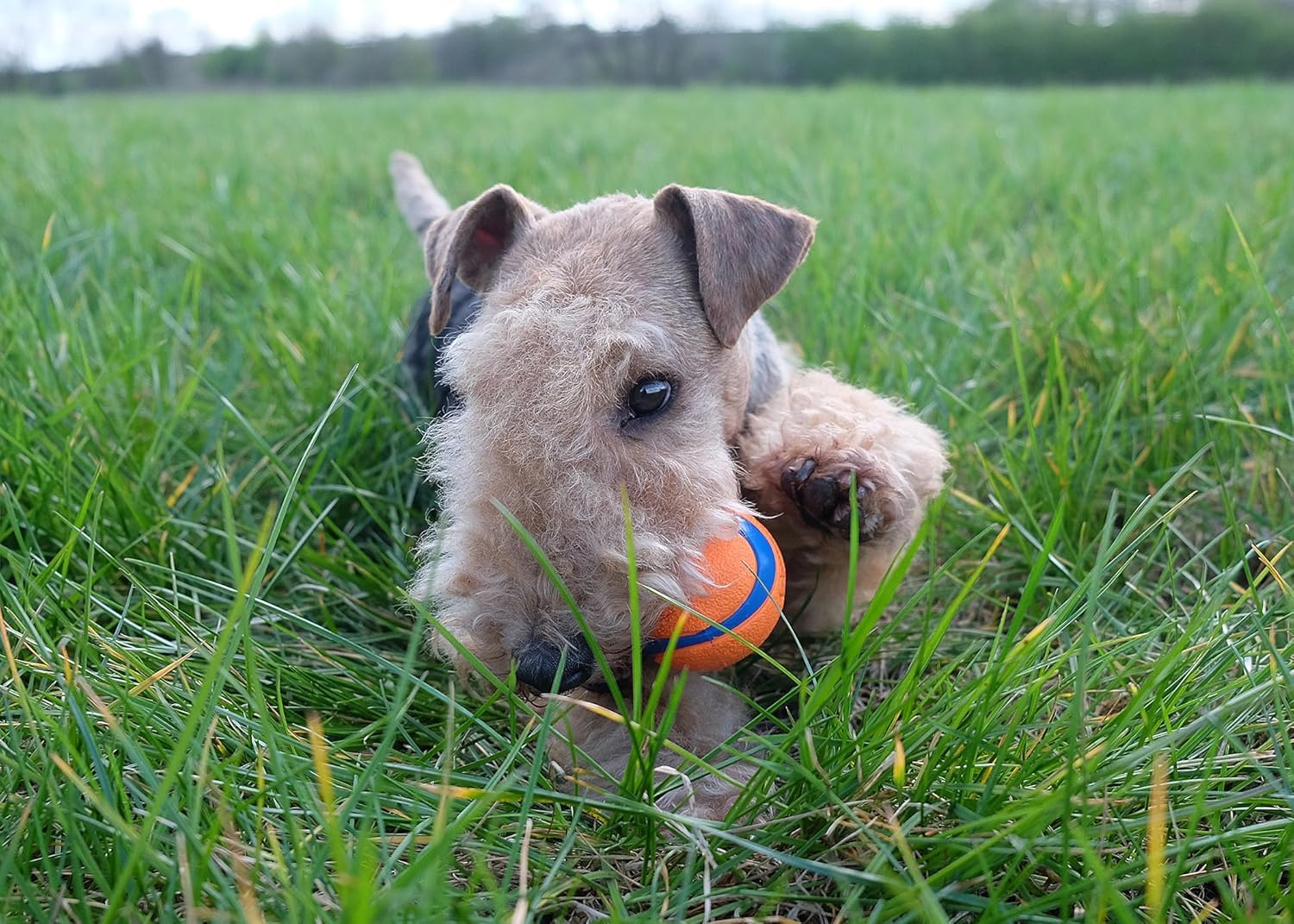 Chuckit! Ultra Ball Dog Toy - Durable Rubber, High Bounce, Launcher Compatible | 3 Pack, Medium 6