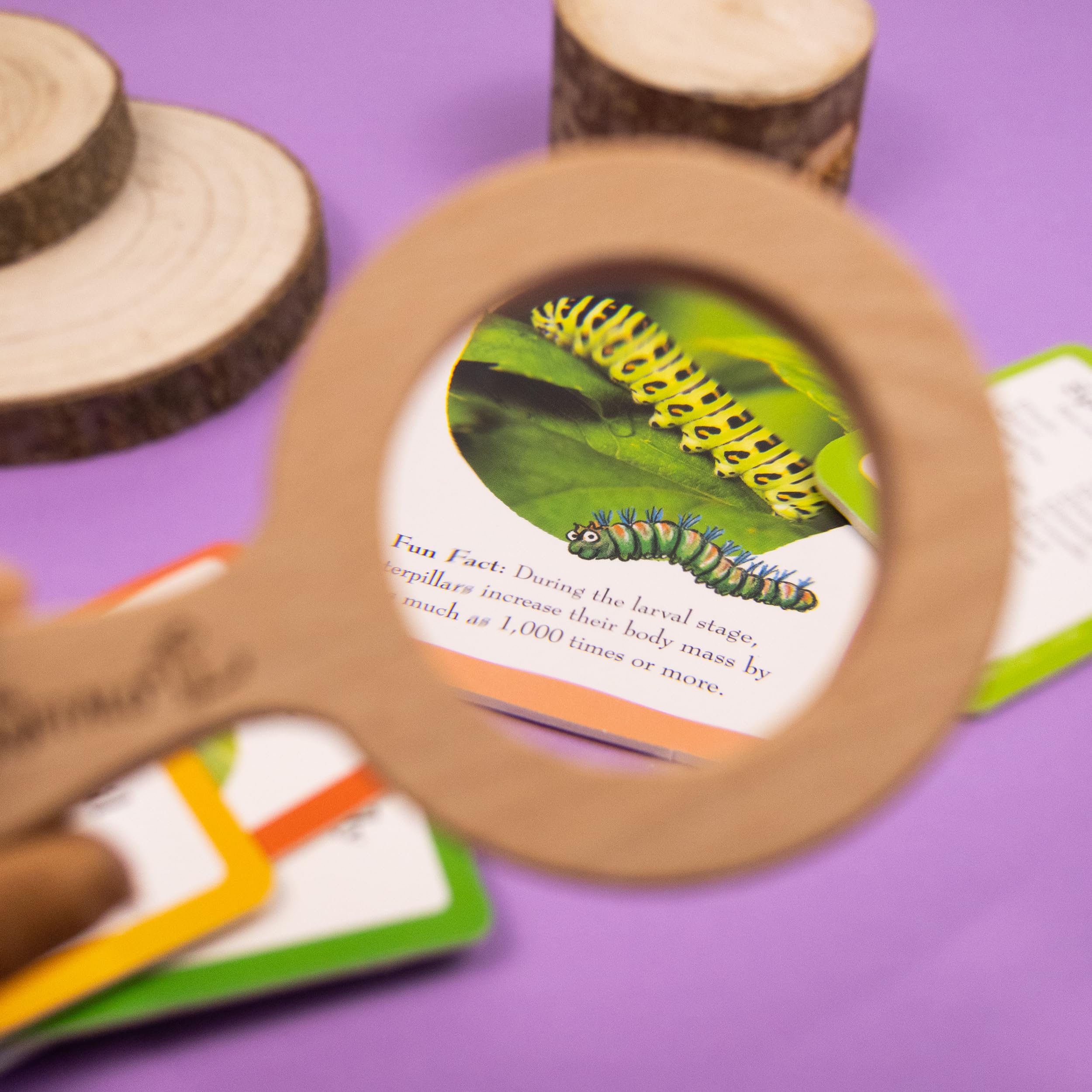 The Gruffalo Bug Spotter Activity Set - Nature Exploration for Kids 14