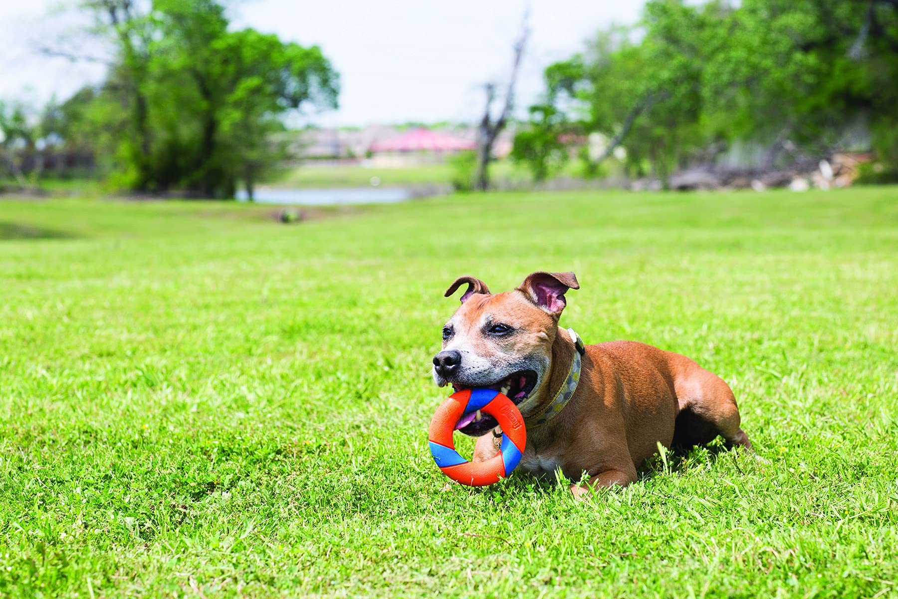 Chuckit! Ultra Ring Dog Toy - Erratic Bounce Action | Durable Synthetic Rubber | Assorted Color