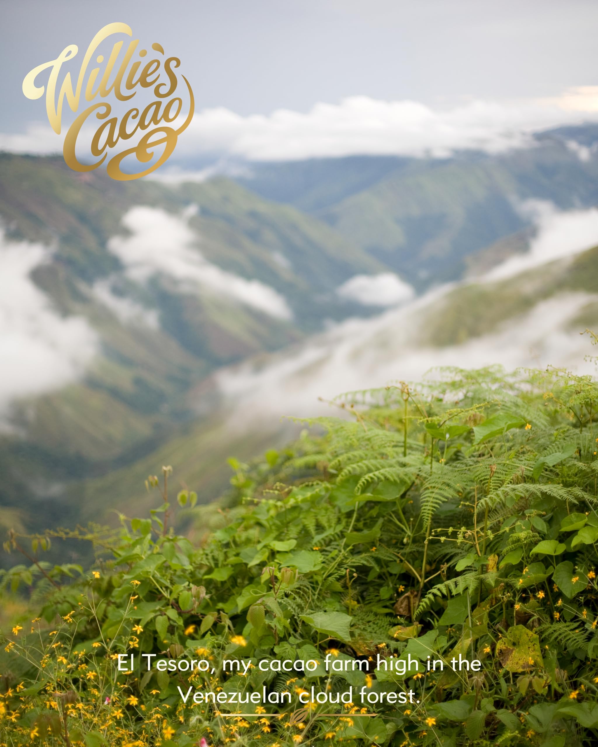 Willie's Cacao - 100% Venezuelan Rio Caribe Cacao - Artisan Bean to Bar Chocolate - 180g 3