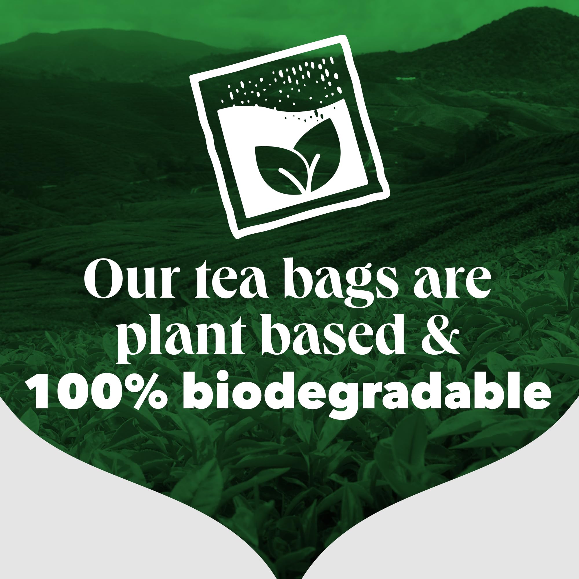 PG Tips - Earl Grey Individually Wrapped Tea Bags, 150 Enveloped Flavoured Black Tea 7