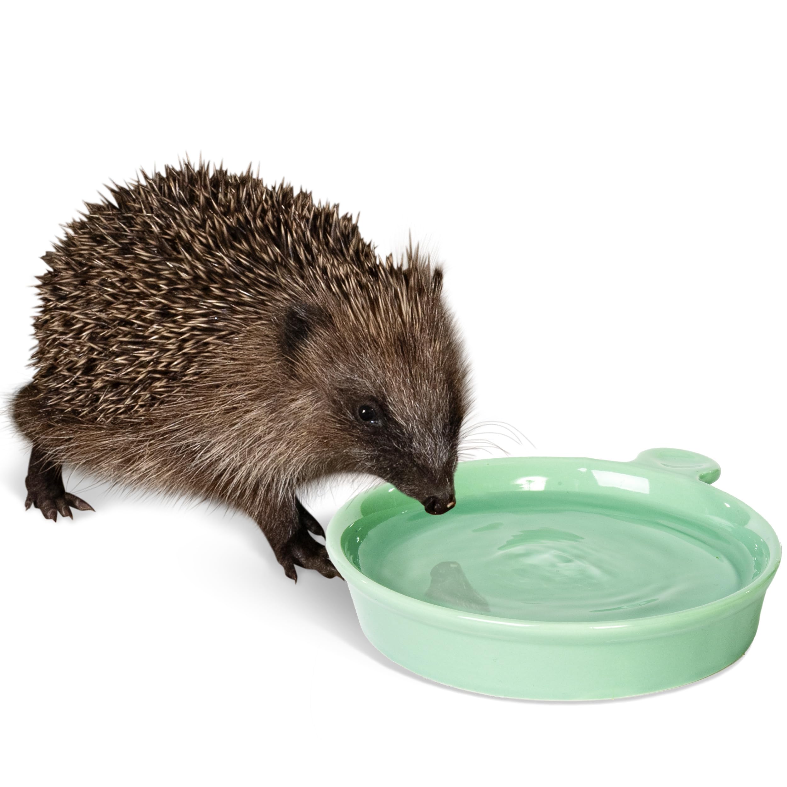 Jacobi Jayne Weather-Resistant Ceramic Hedgehog Water Dish | Green | 130x136mm