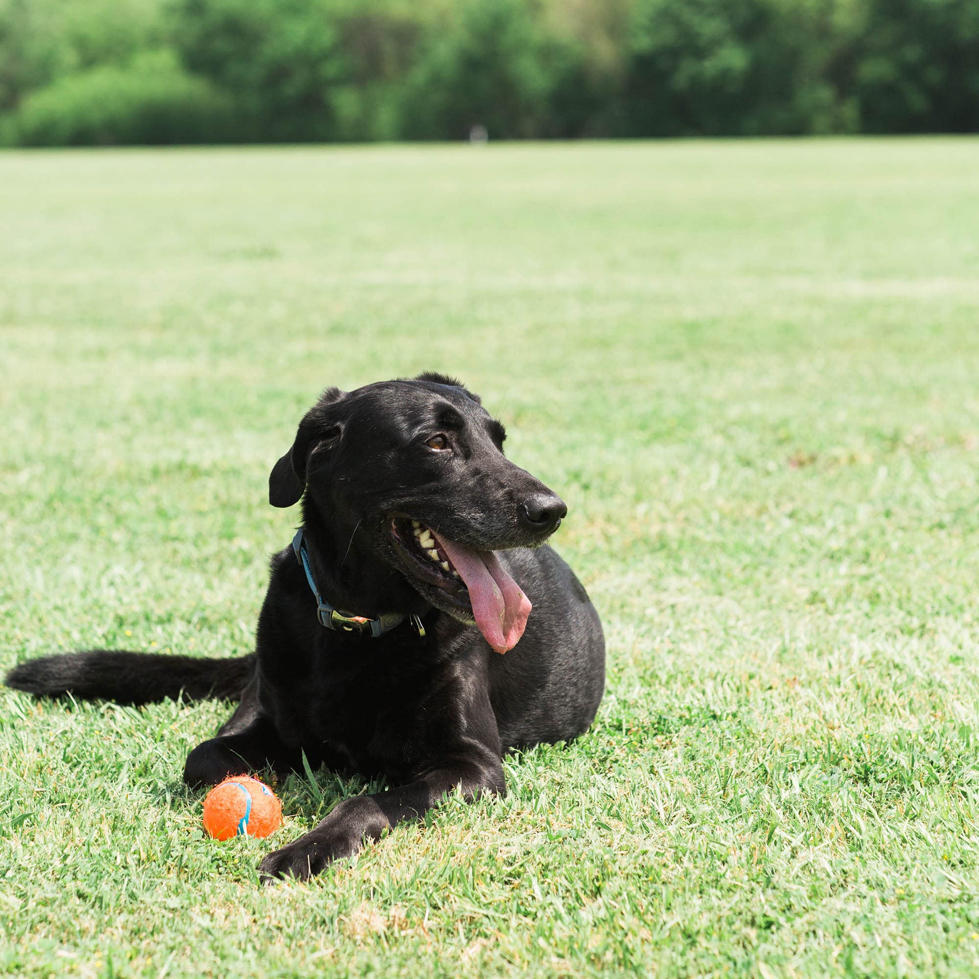Chuckit! Tennis Ball Fetch Toy - Lightweight & Floatable | Medium Dogs | 4 Pack Orange