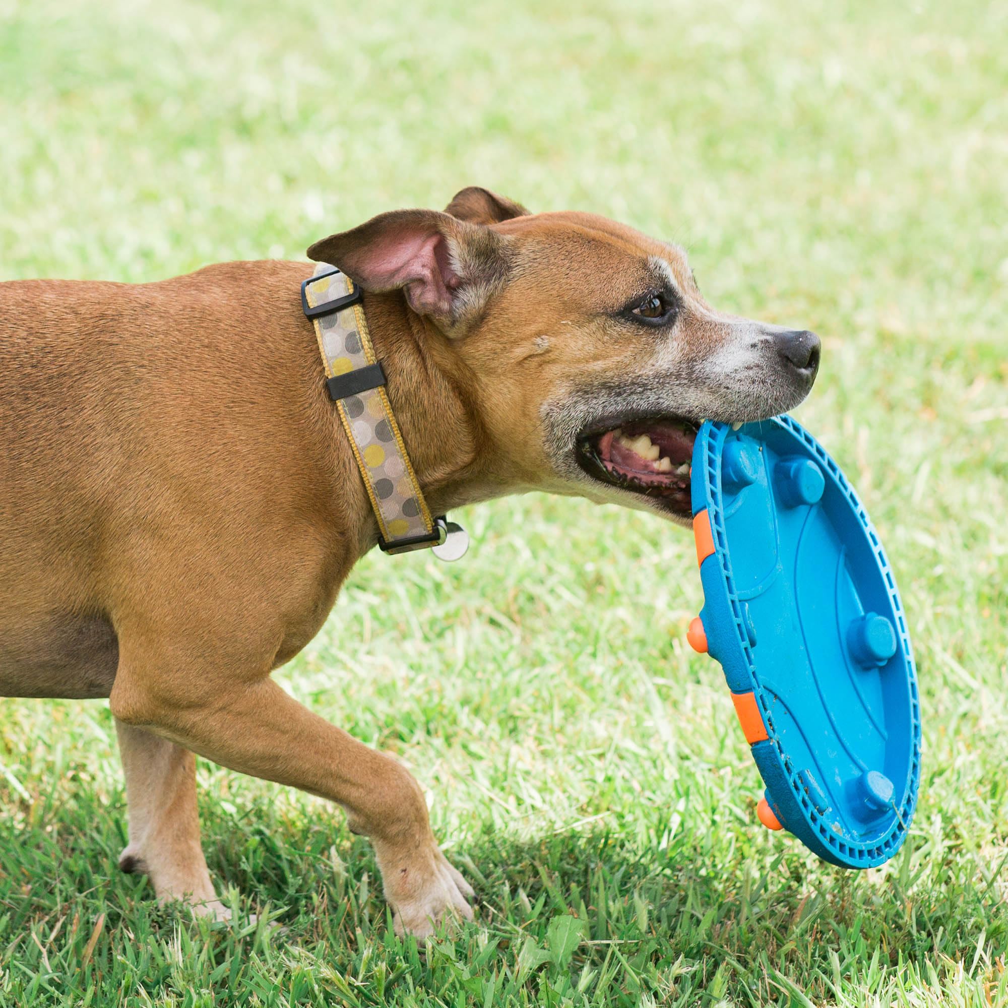 Chuckit! WHISTLE FLYER - High Visibility Multi-Color Dog Frisbee | Durable Rubber | Lightweight 8