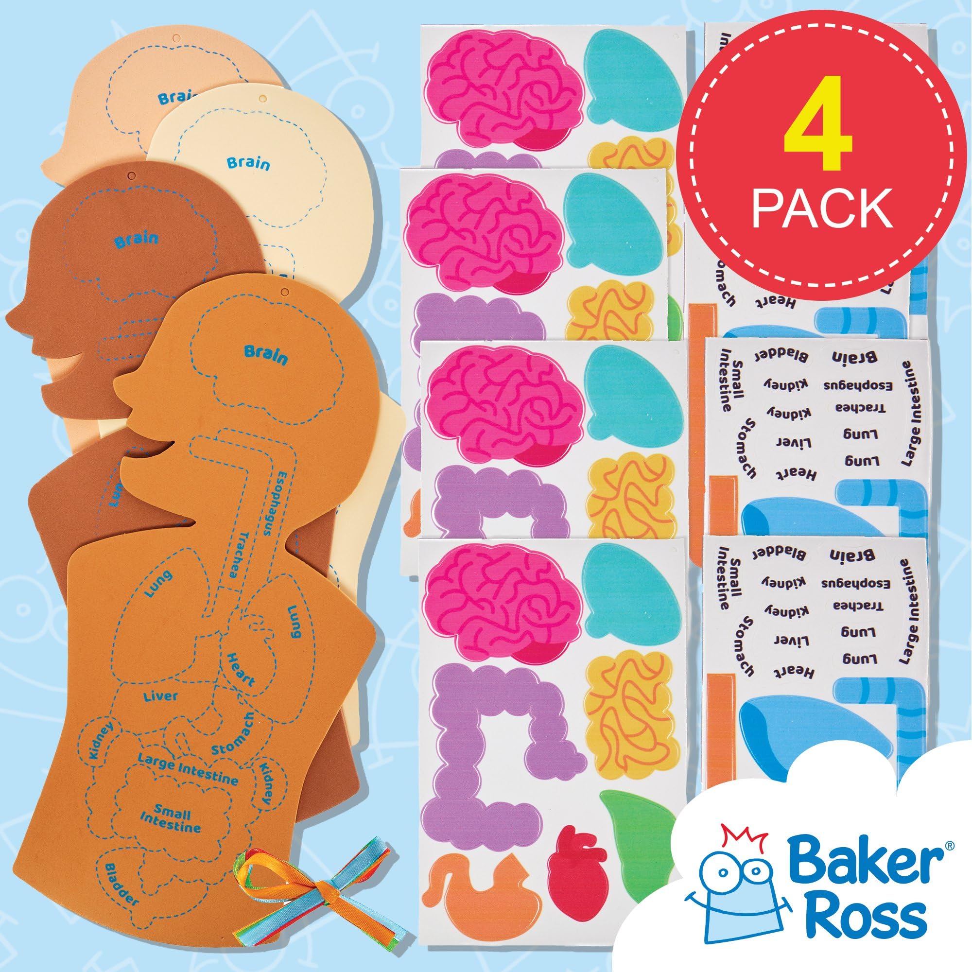 Baker Ross Human Body Kit - STEM Learning Aid for Anatomy, Pack of 4 | Self-Adhesive Foam | 31.5cm Tall 2