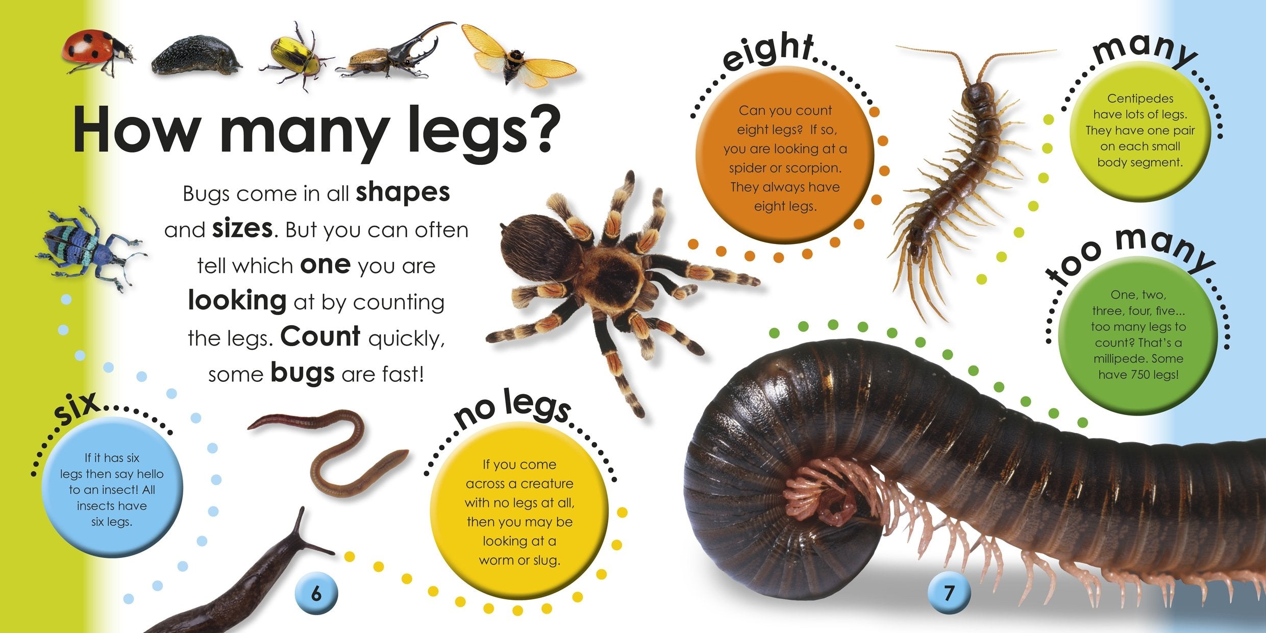 DK First Facts Bugs Reference Book | Hardcover | English | Ages 2-5 2