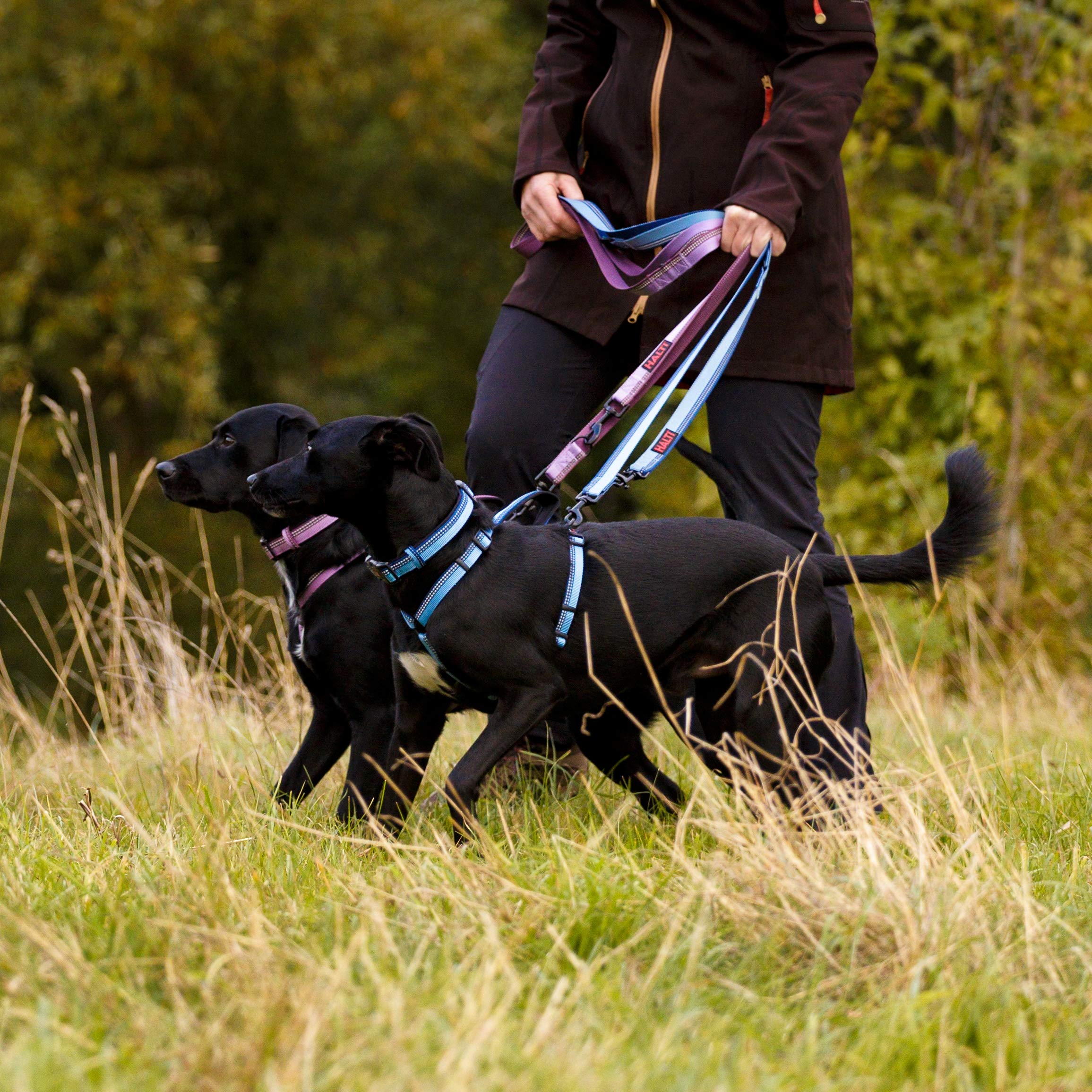 Halti Double-Ended Lead for Dogs - Large, Purple, 2m | Neoprene Padded, Hands-Free Capable 3