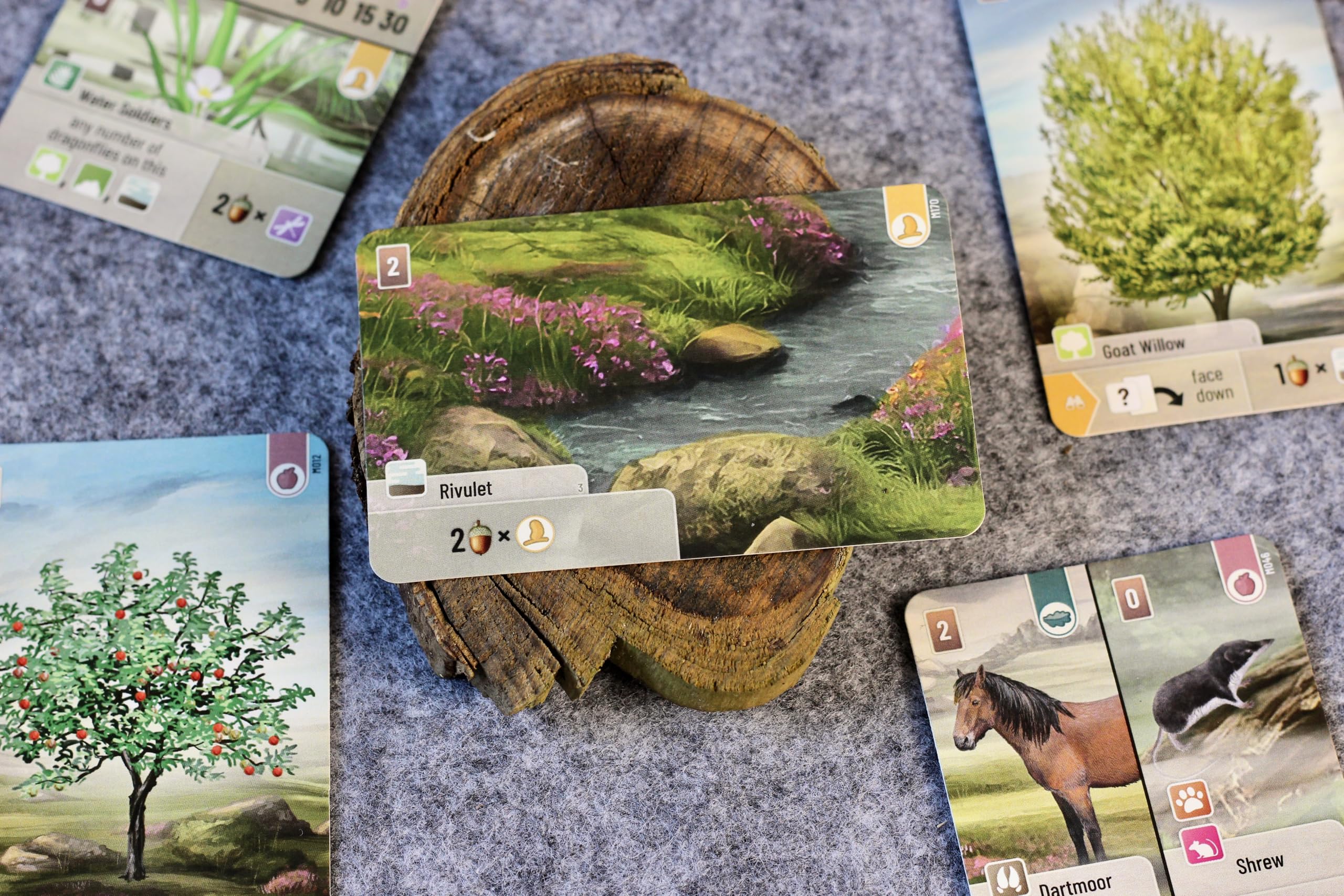 Asmodee Forest Shuffle Dartmoor Family Card Game for 2-4 Players, Ages 10+ 10