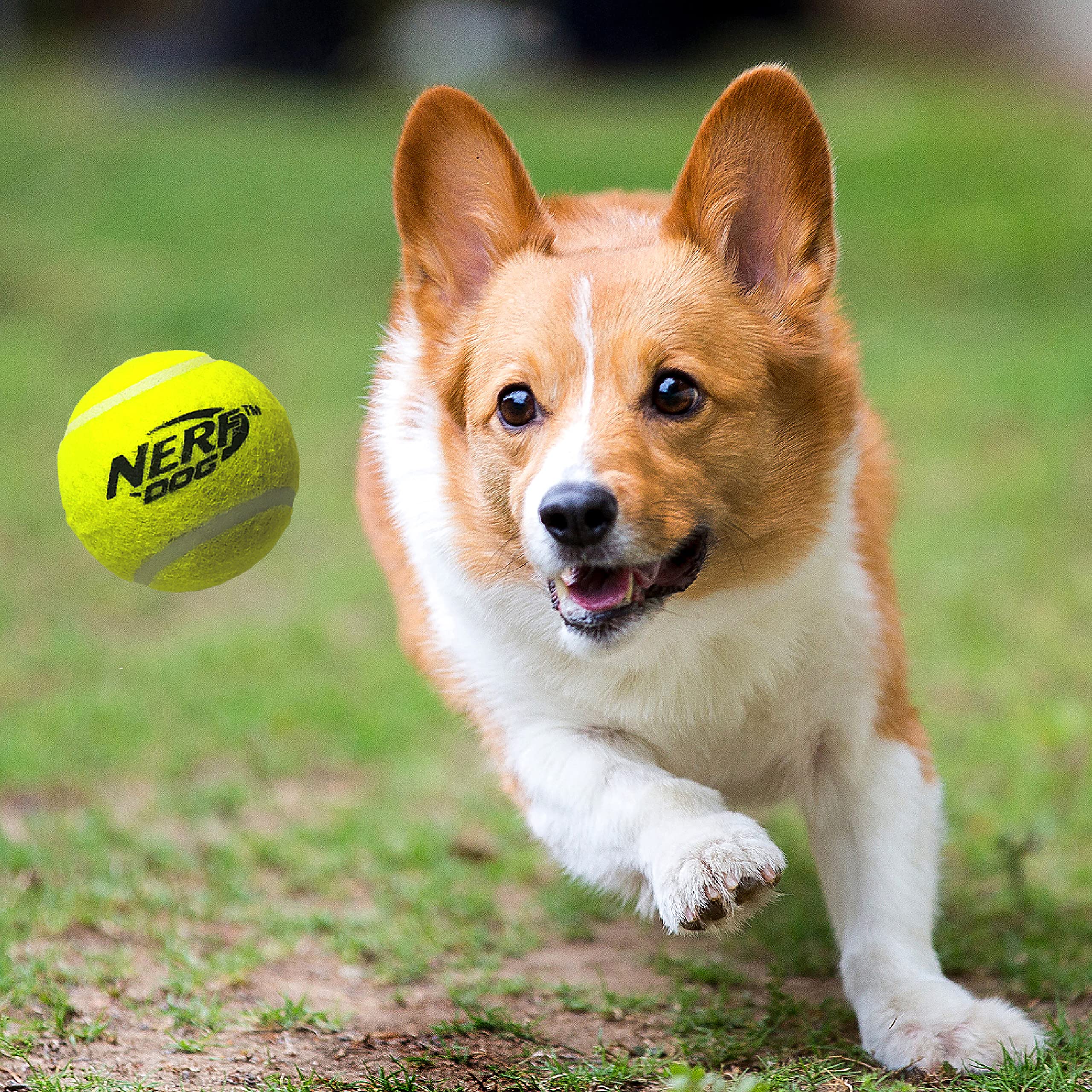 Nerf Dog Small Tennis Ball Blaster Gift Set | Launches up to 35ft | Includes 3 Balls | Translucent Blue